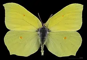 Heteroneurous venation in Gonepteryx rhamni (Pieridae)