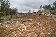 Present day deforestation in Toolangi State Forest.