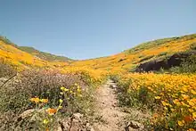 A huge field of flowers