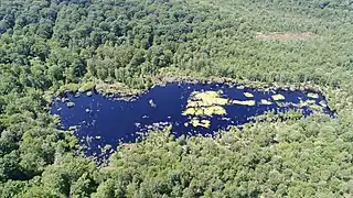 Bog : "Tourbière de la Grande Pile".