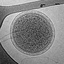CryoEM image of an intact ARMAN cell from an Iron Mountain biofilm. Image width is 576&nbsp;nm.