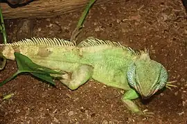 At Palmiarnia Poznańska&nbsp;[pl]