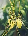 Brassia Rattler = B.&nbsp;maculata × B.&nbsp;arcuigera (syn. B.&nbsp;longissima)