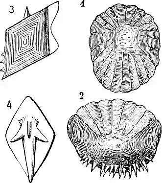 Fish scales: 1.&nbsp;cycloid scale; 2.&nbsp;ctenoid scale; 3.&nbsp;placcoid scale; 4.&nbsp;ganoid scale