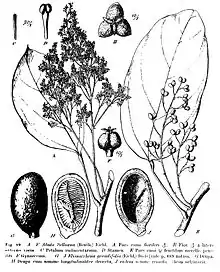 Abuta selloana. Certain species in the menispermaceous genus Abuta—particularly the Colombian species A.&nbsp;imene—have sometimes been used in the preparation of curare.
