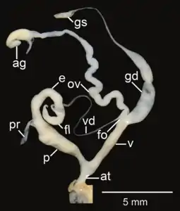 Amphidromus areolatus; at&nbsp;– atrium; e&nbsp;– epiphallus; fl&nbsp;– flagellum; fo&nbsp;– free oviduct; gd&nbsp;– gametolytic duct; gs&nbsp;– gametolytic sac; ov&nbsp;– oviduct; p&nbsp;– penis; pr&nbsp;– penial retractor muscle; v&nbsp;– vagina; vd&nbsp;– vas deferens
