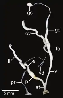 Amphidromus fuscolabris; at&nbsp;– atrium; e&nbsp;– epiphallus; fl&nbsp;– flagellum; fo&nbsp;– free oviduct; gd&nbsp;– gametolytic duct; gs&nbsp;– gametolytic sac; ov&nbsp;– oviduct; p&nbsp;– penis; pr&nbsp;– penial retractor muscle; v&nbsp;– vagina; vd&nbsp;– vas deferens
