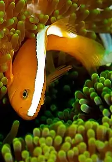 A.&nbsp;sandaracinos (orange anemonefish) lacks a white head bar.