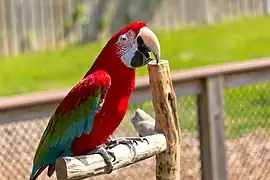 Red-and-green macaw at a keeper talk.