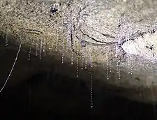 Two New Zealand glowworms (Arachnocampa luminosa) from the Waitomo Caves of New Zealand