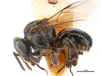 Austroplebeia cassiae worker. Scale bars = 1&nbsp;mm