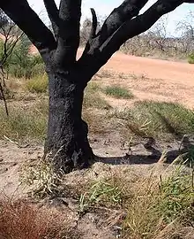 The charred trunk of a large burnt tree, with seedlings arising out of the bare sand around it