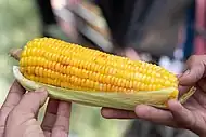 Maize