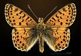 mounted specimen, dorsal side, France