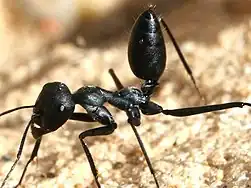 C. nigra with raised gaster