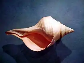 The sea snail Syrinx aruanus has a shell up to 91&nbsp;cm long, the largest of any living gastropod.