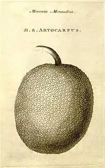 Breadfruit, named and described in Characteres generum plantarum&nbsp;(1776)