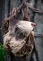Chloe the Sloth at the zoo