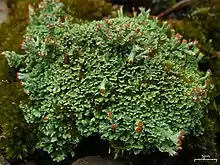 Bushy green lichen growing on ground amongst mosses