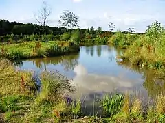Coarse fishing pond in England