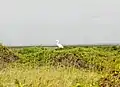 Great egret Ardea alba