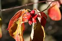 This Cornus florida cultivar has persistent fruit into winter.
