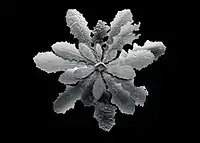 Dandelion Brooch w Auto Glass by Jan Yager