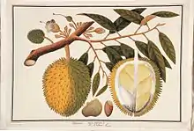 Doorean; Durio stercorae; D. zibethina Linn (William Farquhar Collection, 1819–1823)
