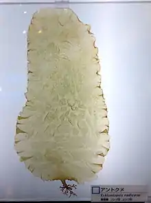 Eckloniopsis radicosa