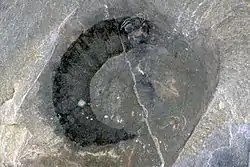 Eldonia ludwigii,  Walcott Quarry. About 4&nbsp;cm long