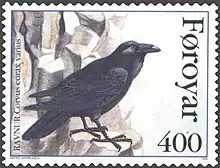 FR 275: North Atlantic raven (Corvus corax varius)