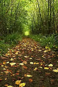 Woodland pathway at Foxley Wood