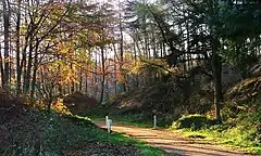 A sandy forest track surrounded by trees