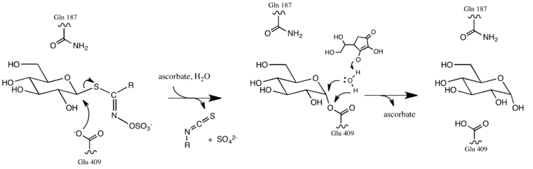 First step of glucosinolate hydrolysis by myrosinase showing active site and ascorbate cofactor
