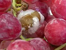 Muscodor albus fungi produces chemicals that inhibit the growth of grey mold Botrytis cinerea (pictured) on table grapes