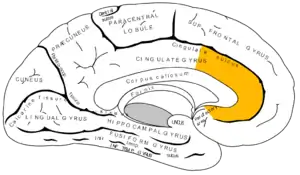 Gray727_anterior_cingulate_cortex.png