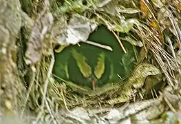  The head of a bird is visible in an opening of a domed nest constructed of leaves and twigs