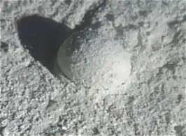 Gromia sphaerica is a large spherical testate amoeba which makes mud trails. Its diameter is up to 3.8&nbsp;cm (1.5&nbsp;in).