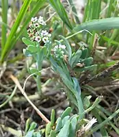 Variety curassavicum has the smallest flowers, only 2.5-3.5&nbsp;mm wide (Bahia Honda Key, Florida)