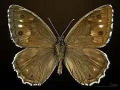 Male
