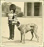 Irish Guard's mascot, 1911