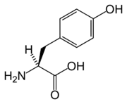 L-Tyrosine(Tyr / Y)