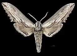 Male Langia zenzeroides formosana