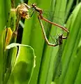 Large red damselflies, Pyrrhosoma nymphula, in wheel on yellow iris