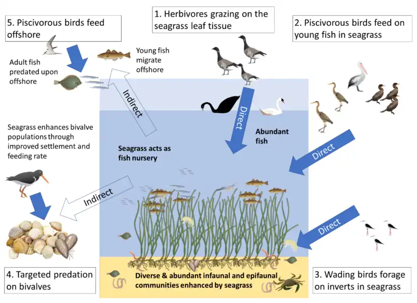 Hypothesised links in NE Atlantic coastal seas (1) direct consumption of seagrass &nbsp;&nbsp;&nbsp;&nbsp;&nbsp;&nbsp;&nbsp;&nbsp;&nbsp;&nbsp;&nbsp;&nbsp;&nbsp;&nbsp;&nbsp;&nbsp;&nbsp;&nbsp;&nbsp; (2,3) seagrass-associated fauna(4,5) indirect links from consumption of populations benefitting from seagrass 