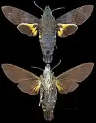 Macroglossum corythus