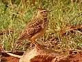 Malabar lark, Sakleshpur, India