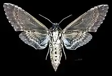 Manduca rustica harterti, ventral view