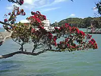 Pōhutukawa branch at Mangonui