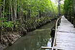 Mangroves near a channel